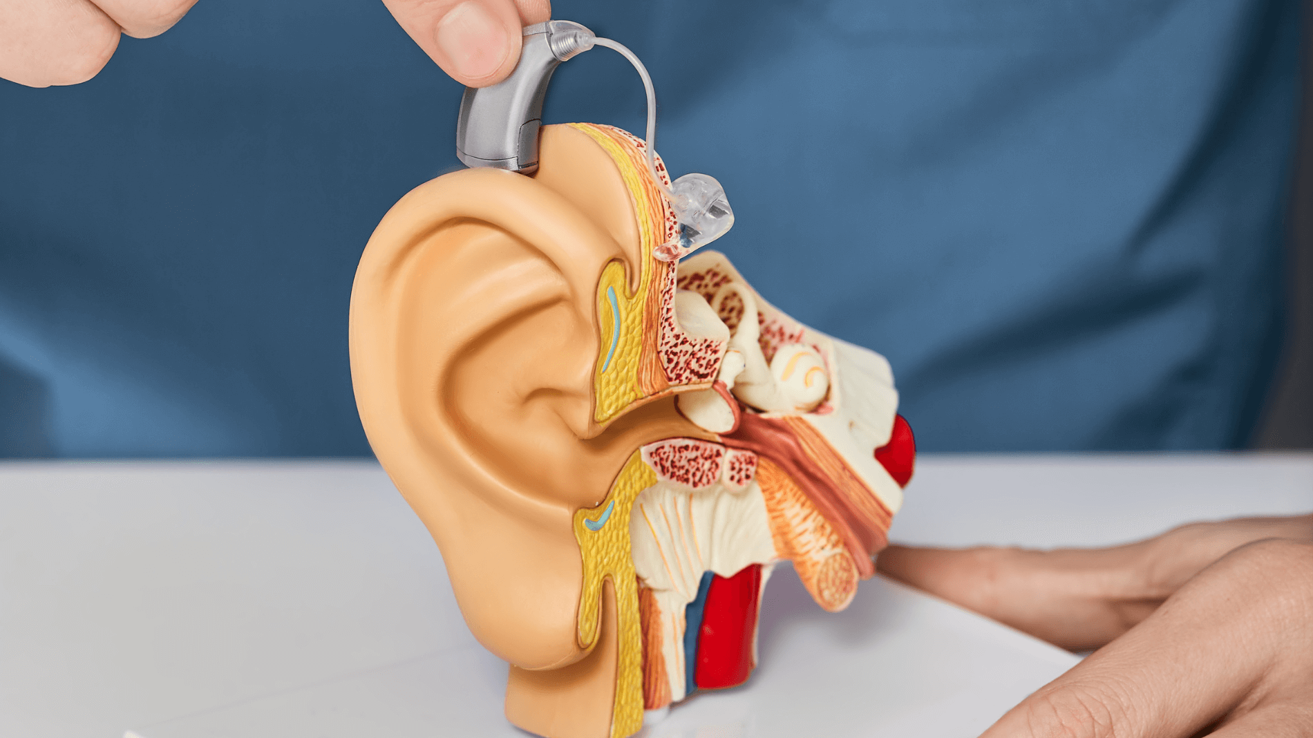 Understanding the Basics of Hearing Loss